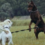 Animalstar-Problemhundetraining-01