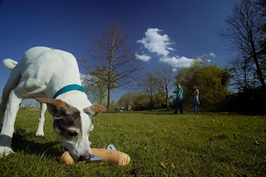 Anti-Giftköder-Workshop 2015 der Hundeschule Animalstar in Düsseldorf